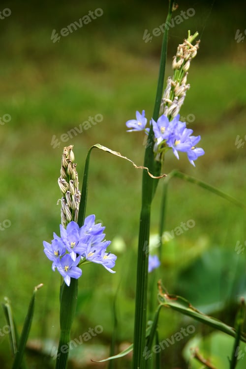 Preview: Purple Flowers.