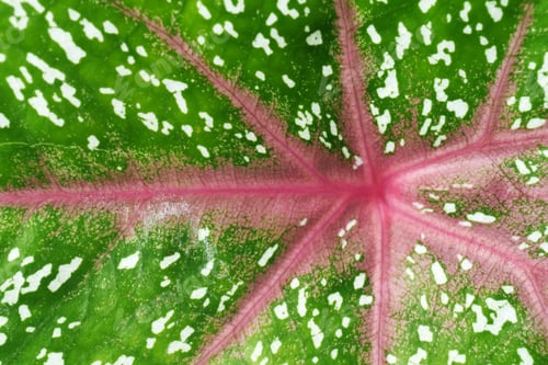 Preview: Close Up Of Caladium Leaf.