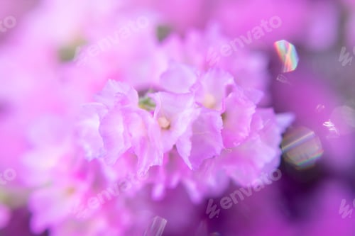 Preview: Soft Focus Image Of Marsh Rosemary, Sea Lavender Or Statice Flower With Flare And Light In Blur