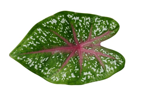 Preview: Close Up Of Caladium Leaf Isolate On White Background With Clipping Path.