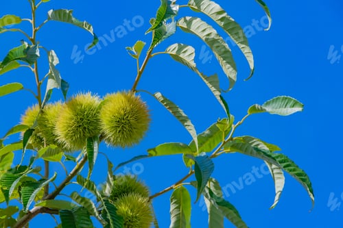 Preview: Summer Chestnut Tree