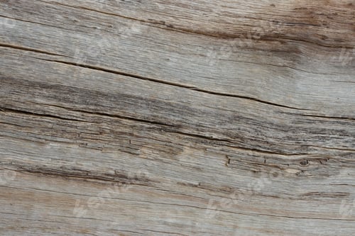 Preview: Surface Of Old Wood In The Forest.