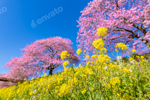 Preview: Kawazu Cherry Blossoms In Minamiizu-Cho, Kamo-Gun, Shizuoka Prefecture