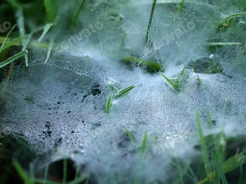 Preview: Dew Drops On Grass With Spider Web.