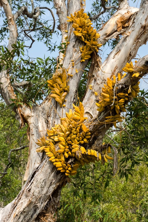 Preview: Yellow Dischidia Major (Vahl) Merr. On Tree.