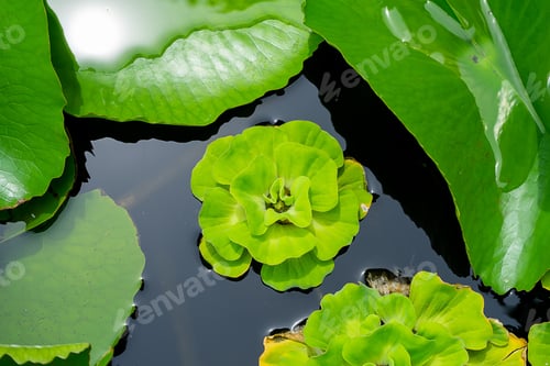 Preview: Close Up Of Green Water Lettuec Plant. (Pistia Stratiotes)