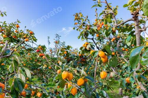 Preview: Autumn Persimmon Farm