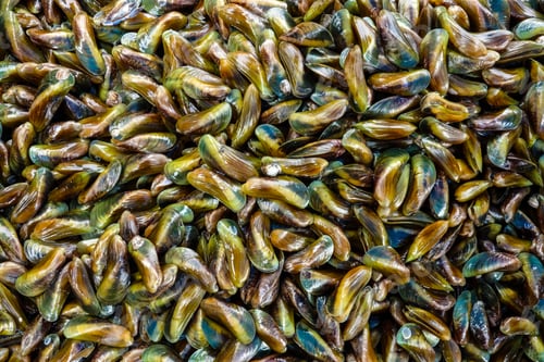 Preview: Shells Blood Cockle