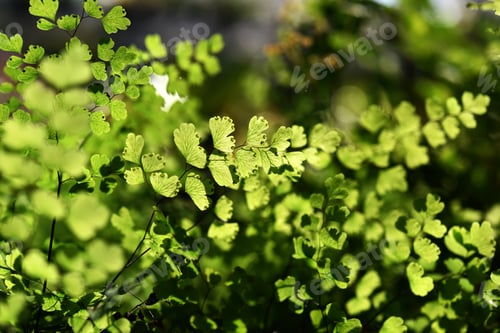 Vista previa: Bush Maidenhair Fern, Common Maidenhair Fern. (Adiantum Aethiopicum)