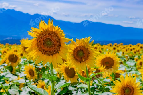 Preview: Sunflower Field Of Hokuto City In Yamanashi Prefecture