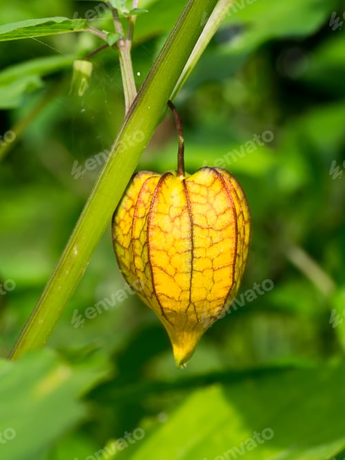 Preview: Hogweed Or Ground Cherry. (Physalis Minima)