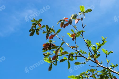 Preview: Tropical Almond Tree After The Autumn And New Leaves Are Growing.