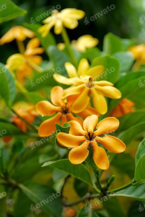 Preview: Yellow Gardenia Flower, Gardenia Carinata Wallich