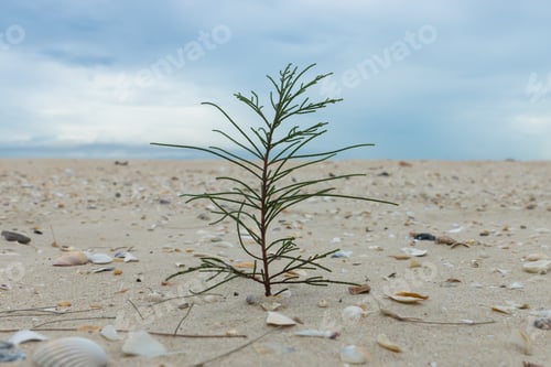 Preview: Small Pine On The Sand With Sky And Cloud.