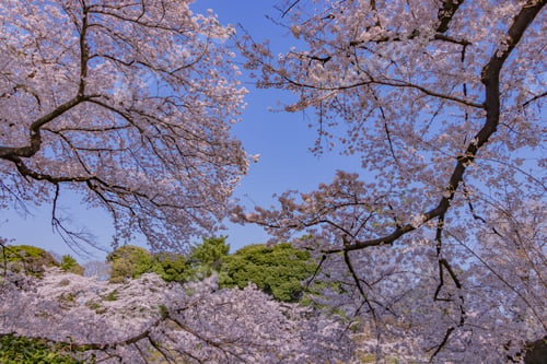 Preview: Cherry Blossoms At Tokyo Chidorigafuchi