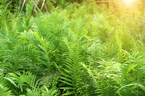 Preview: Fresh Green Fern Leaves
