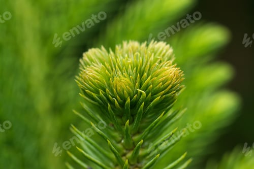 Preview: Araucaria Heterophylla - Norfolk Island Pine Macro