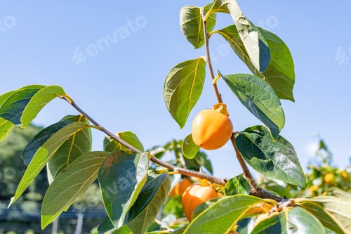 Preview: Persimmon Farm On A Sunny Day