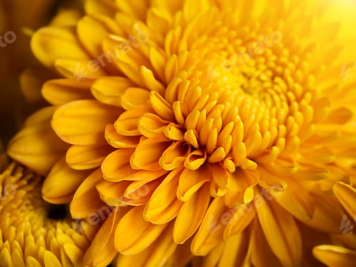 Preview: Close Up Gold Chrysanthemum Flower With Sunlight. (Dendranthemum Grandifflora)