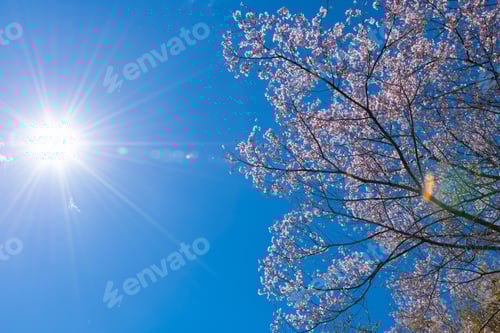 Preview: Cherry Blossoms In Iwamotoyama Park, Fuji City, Shizuoka Prefecture