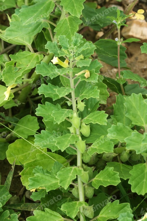 Preview: Bada Gokhru Plant, Is The Most Useful Traditional Medicinal Plant In India. (Pedalium Murex L.)