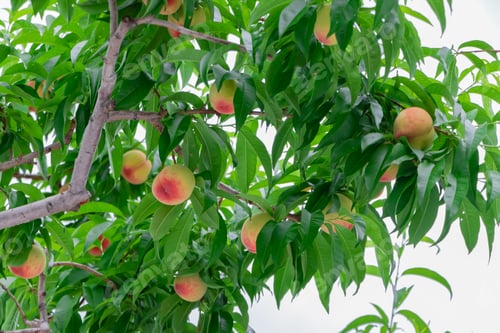 Preview: Peach Farm In Early Summer