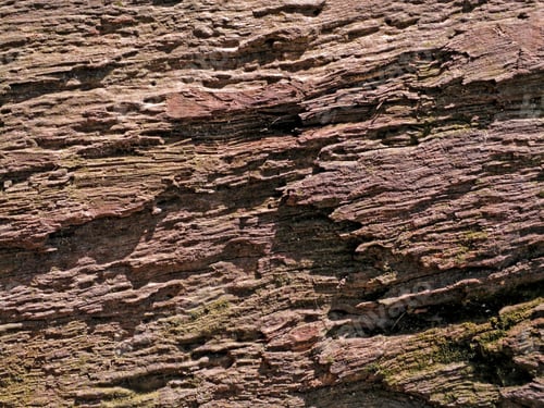 Preview: Background Texture Of Old Dead The Tree