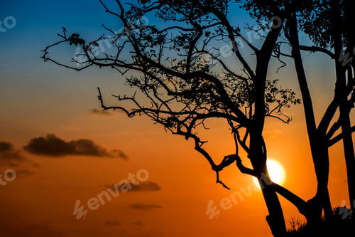 Preview: Silhouette Tree With Sunset Sky Background.