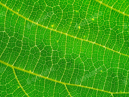 Preview: Close Up Green Leaf Wallpaper.