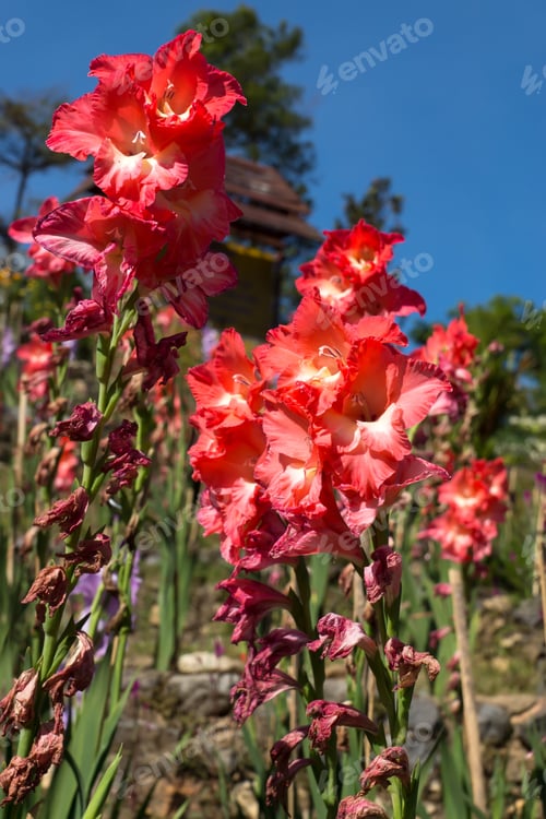 Preview: Gladiolus Flower In The Garden.