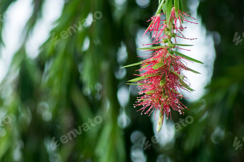 Preview: Weeping Bottle Brush Tree In The Rain Season. (Callistemon Viminalis)