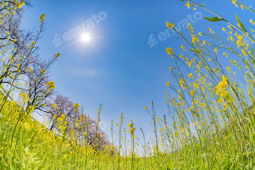 Preview: Cherry Blossom Trees And Rape Blossoms At Ryuganbuchi, Fuji City, Shizuoka Prefecture