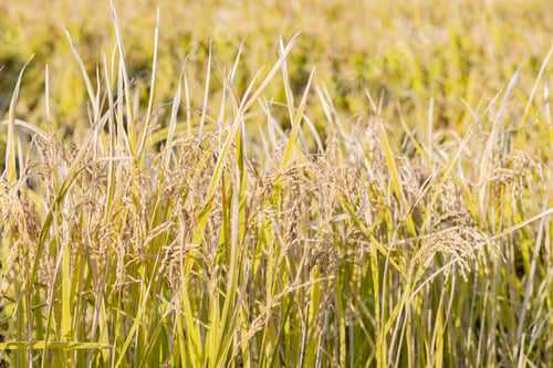 Preview: Rice Before Harvest