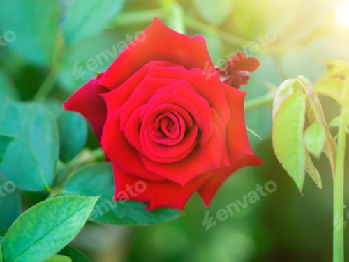 Preview: Red Of Damask Rose Flower (Rosa Damascena) In Green Background With Sunlight.