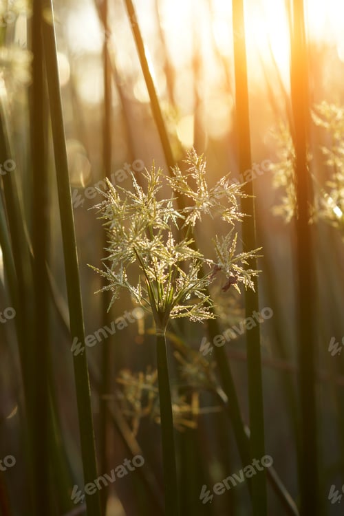 Preview: Close Up Papyrus Flower As Background Abstract