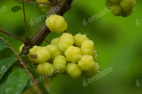 Preview: Star Gooseberry On Tree With Water Drop.