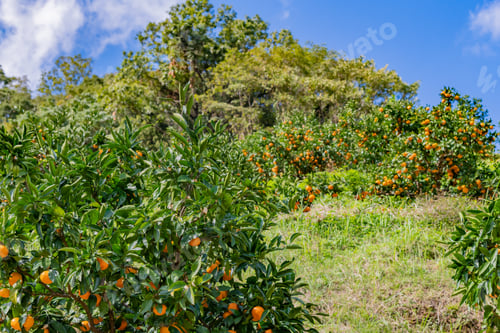 Preview: Mandarin Orange Plantation