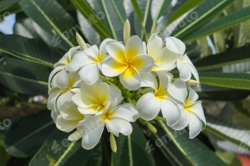 Preview: White Of Frangipani Flower On The Tree.