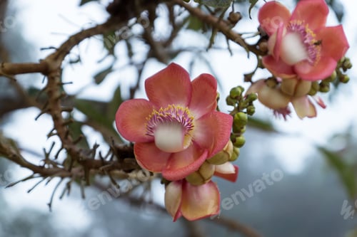 Preview: Cannonball Flower Of Couroupita Guianensis Tree.