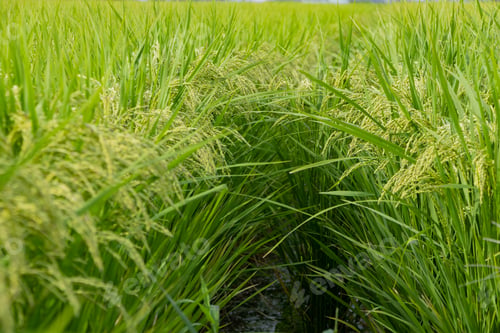 Preview: Early Autumn Rice Field