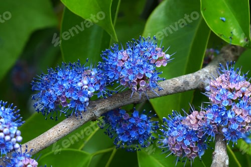 Preview: Blue Wild Flowers. (Memecylon Pauciflorum Blume)