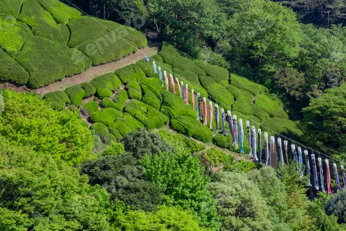 Preview: Scenery Of Himenosawa Park In Shizuoka Prefecture