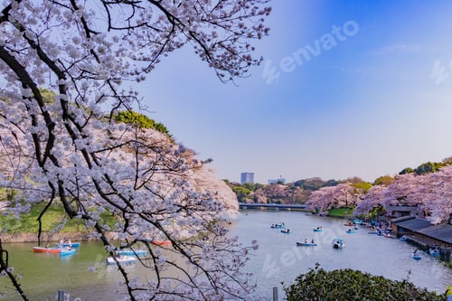 Preview: Cherry Blossoms At Tokyo Chidorigafuchi