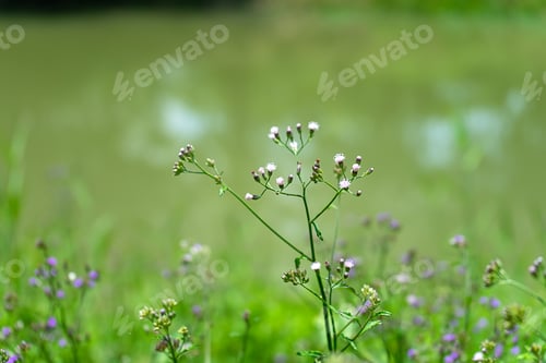 Preview: Soft Focus Seeds Of Little Ironweed Flower (Vernonia Cinerea) With Blur Background.