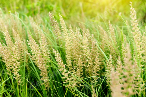 Preview: Grass Flower Background In Nature.