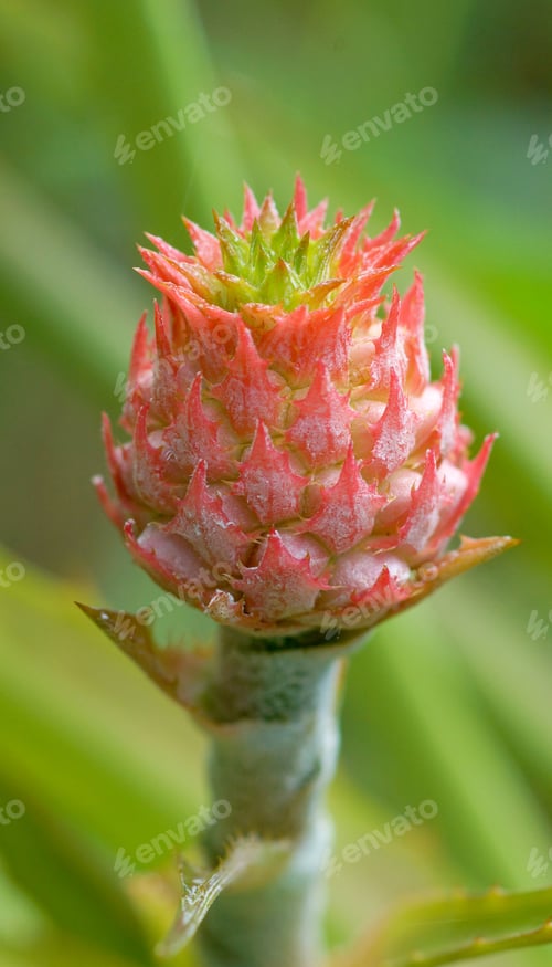 Preview: Close Up Of Pineapple Flowers
