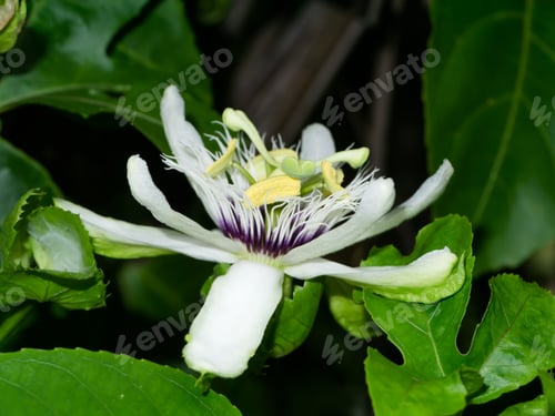 Preview: Close Up Of The Passion Fruit Flower. (Passiflora Edulis Sims)