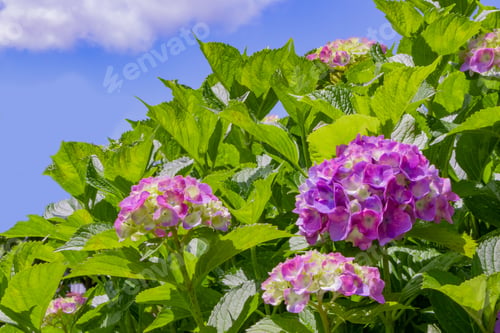 Preview: Hydrangea In Early Summer