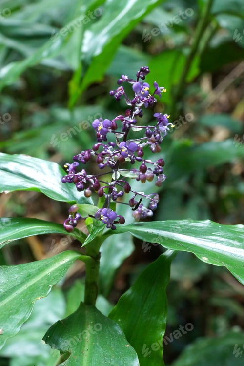 Preview: Purple Wildflowers
