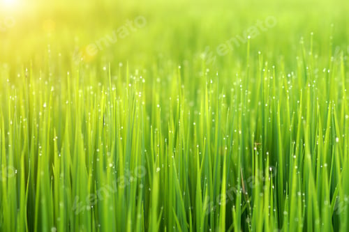 Preview: Rice Plant In Rice Field With Drop Dew.